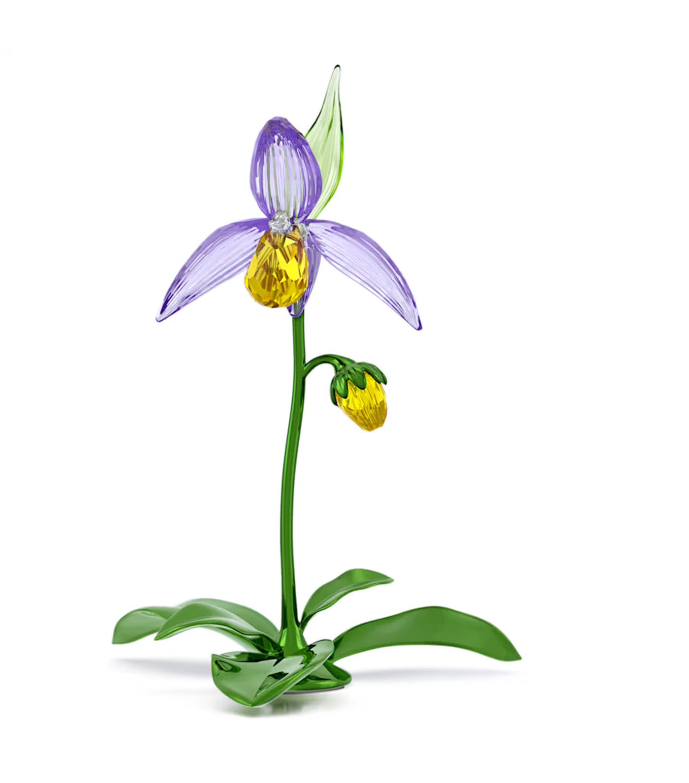 Florere Lady Slipper Orchid