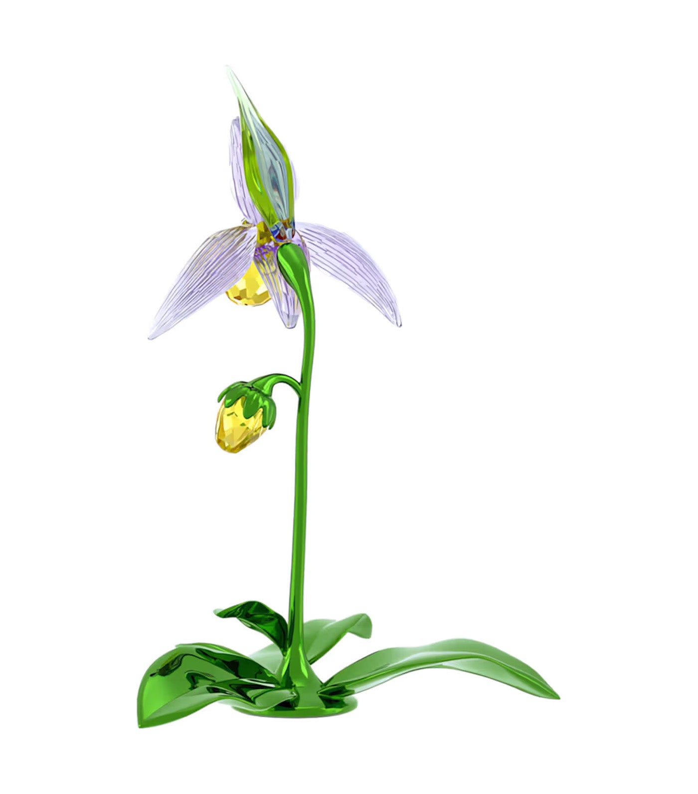 Florere Lady Slipper Orchid