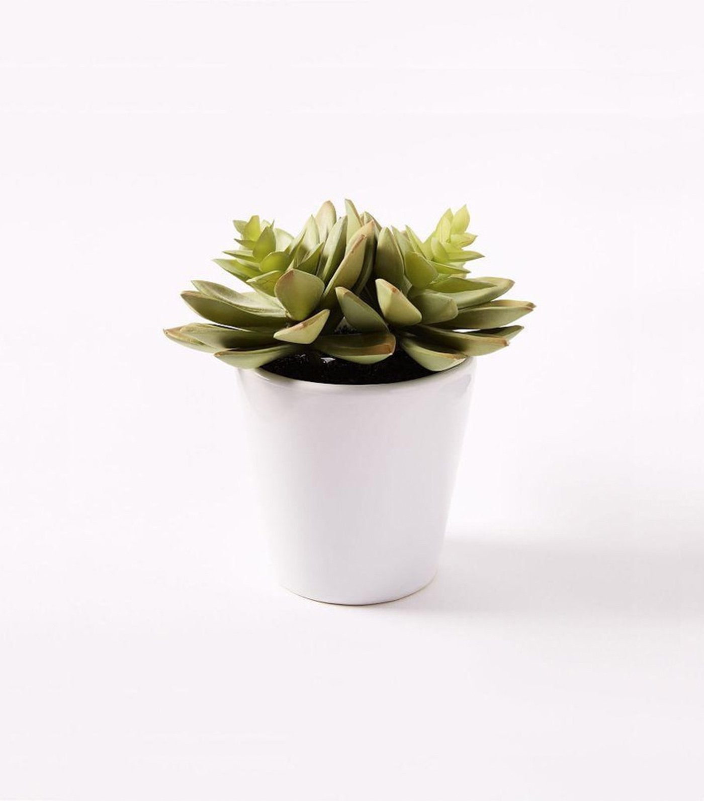 west elm faux succulent - echeveria