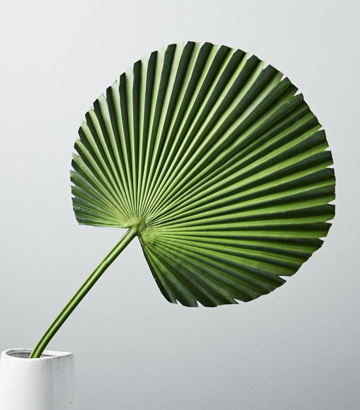 west elm faux botanical - fan palm
