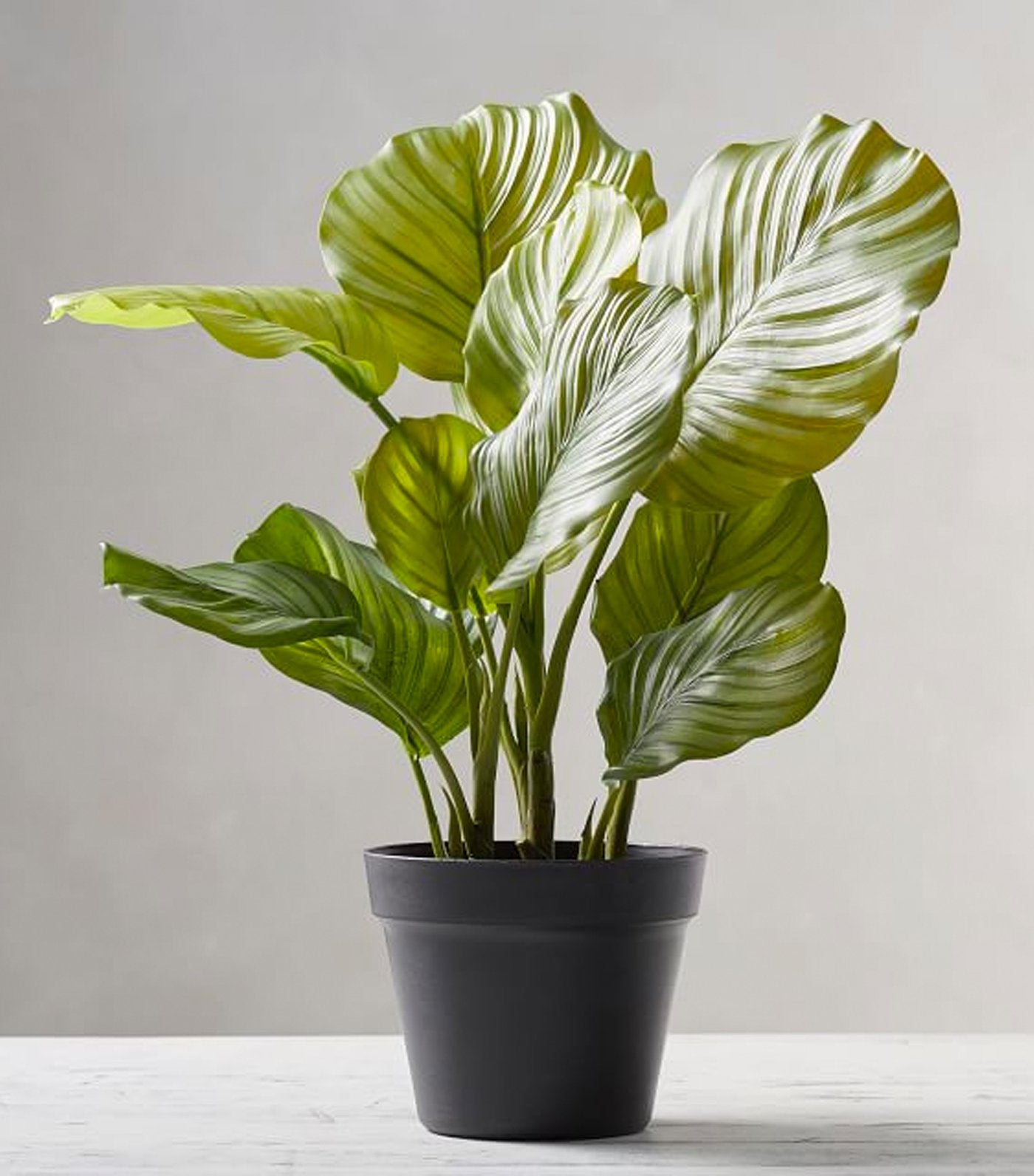 Pottery Barn Faux Potted Greater Burdock Houseplant