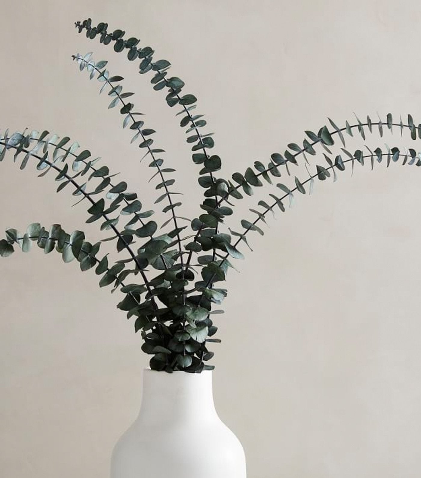 west elm Dried Eucalyptus Bundle