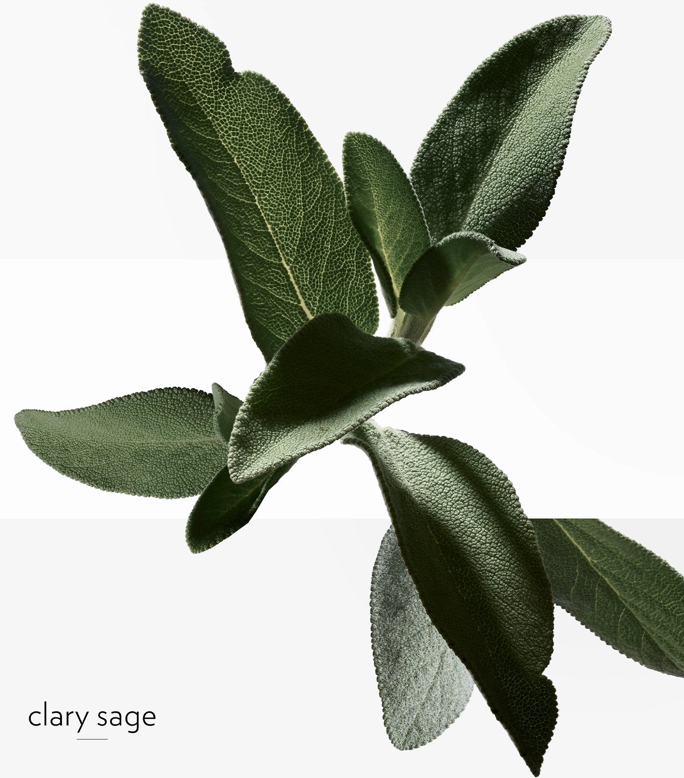 H24, Eau de toilette