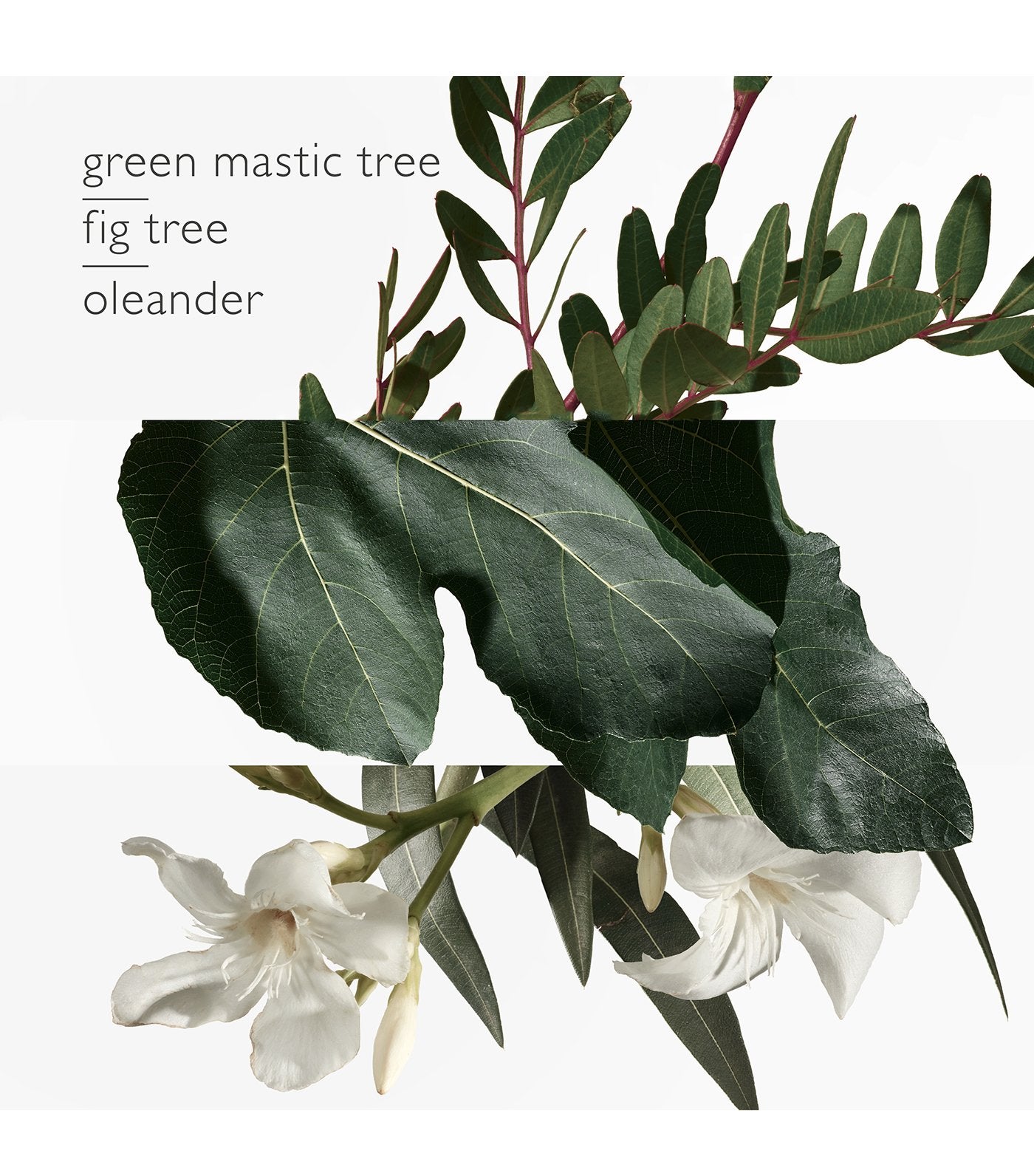 Un Jardin en Méditerranée Eau de Toilette 100ml