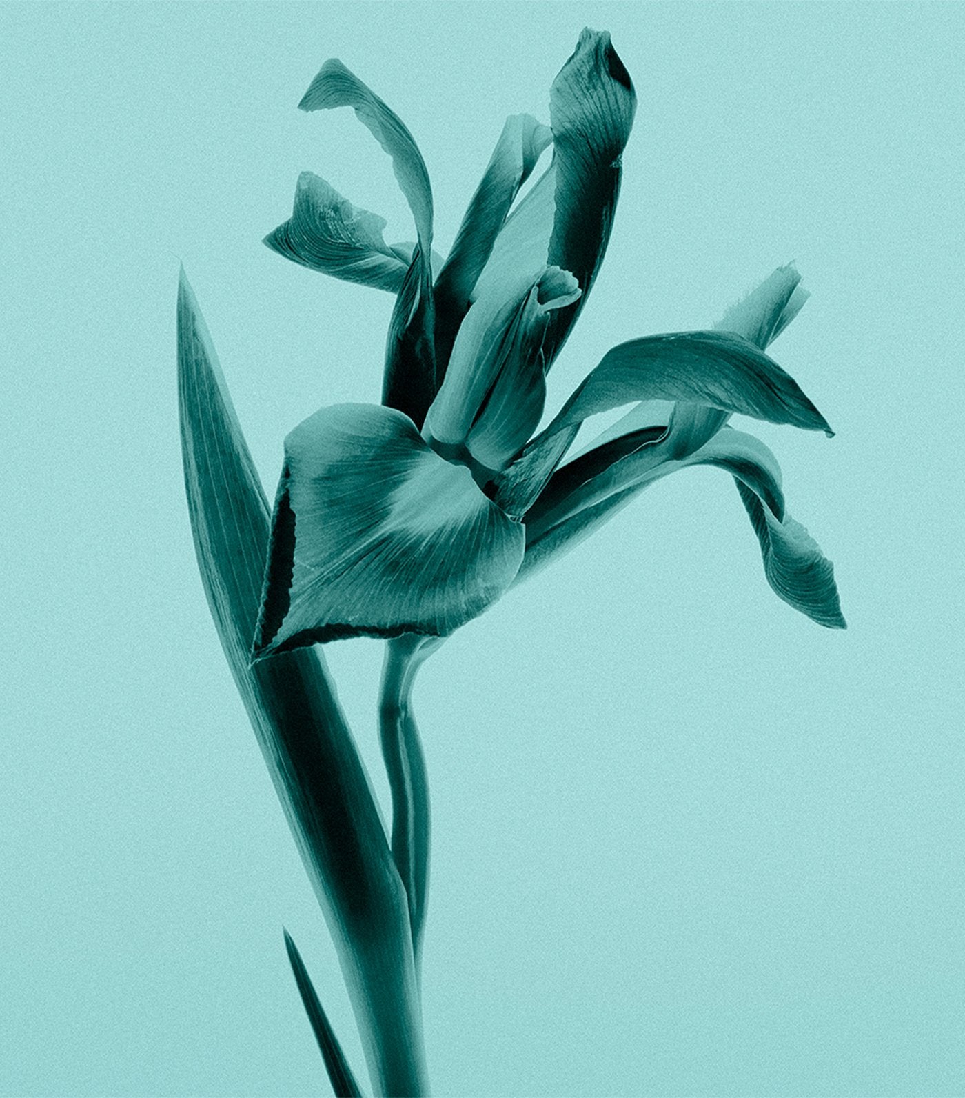 Tiffany Eau de Parfum