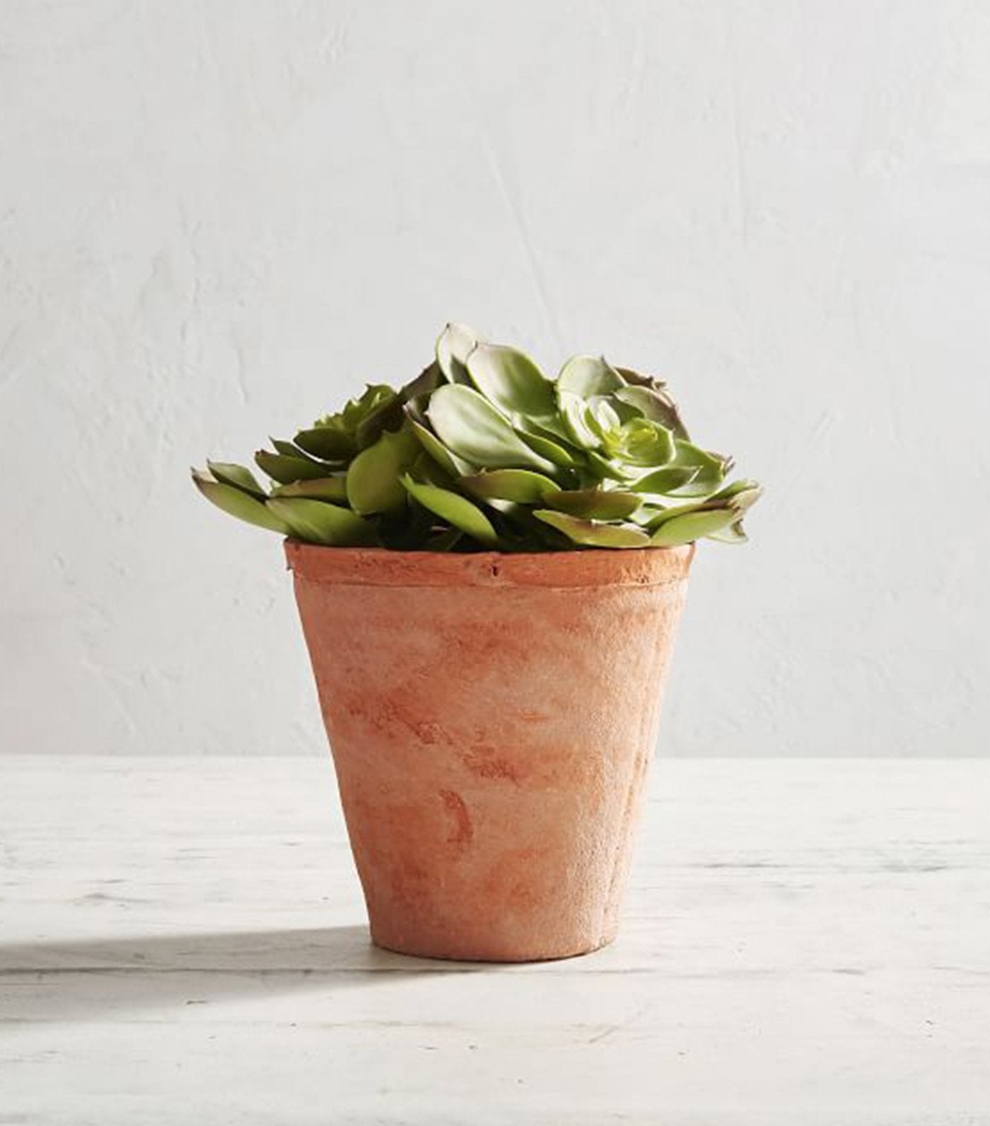 Pottery Barn Potted Echeveria Succulent - Small