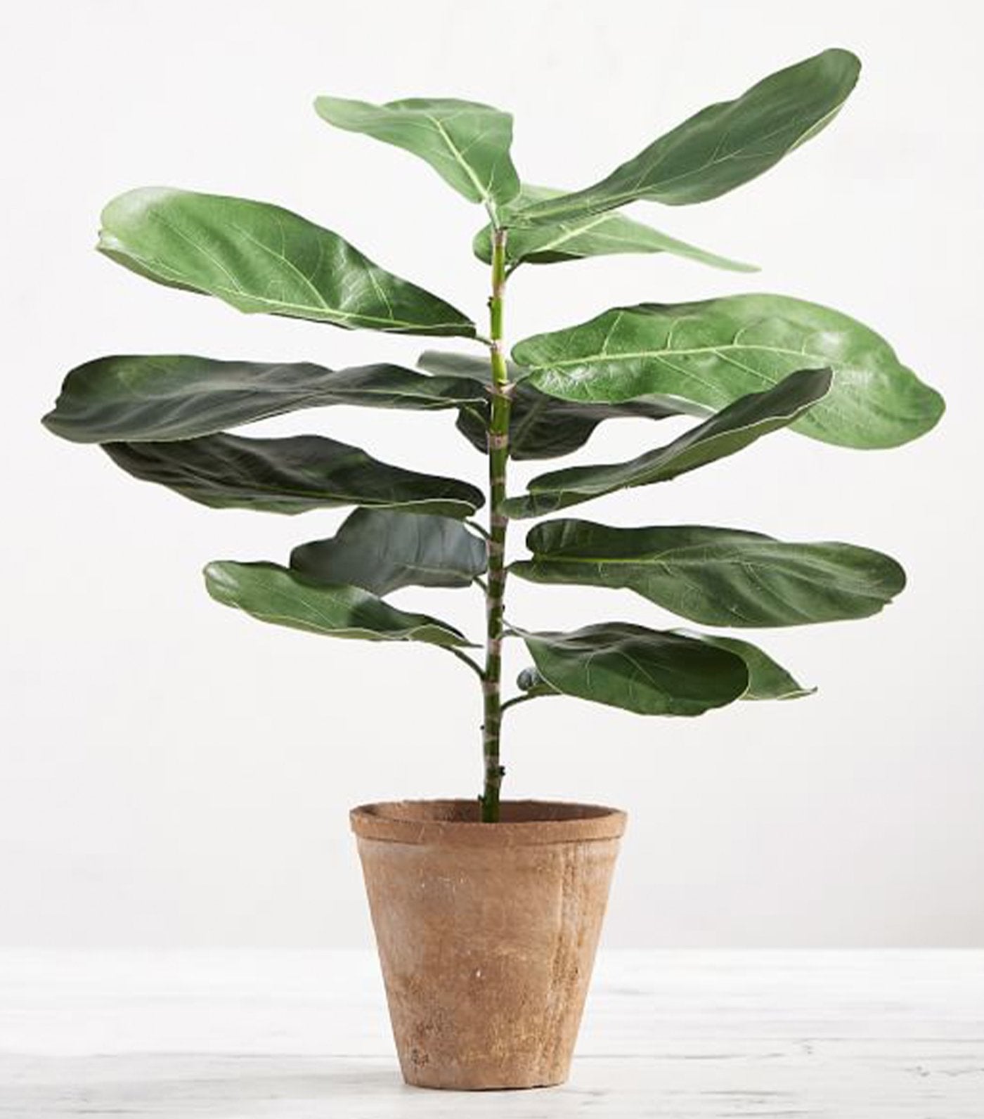 pottery barn faux potted fiddle leaf houseplant