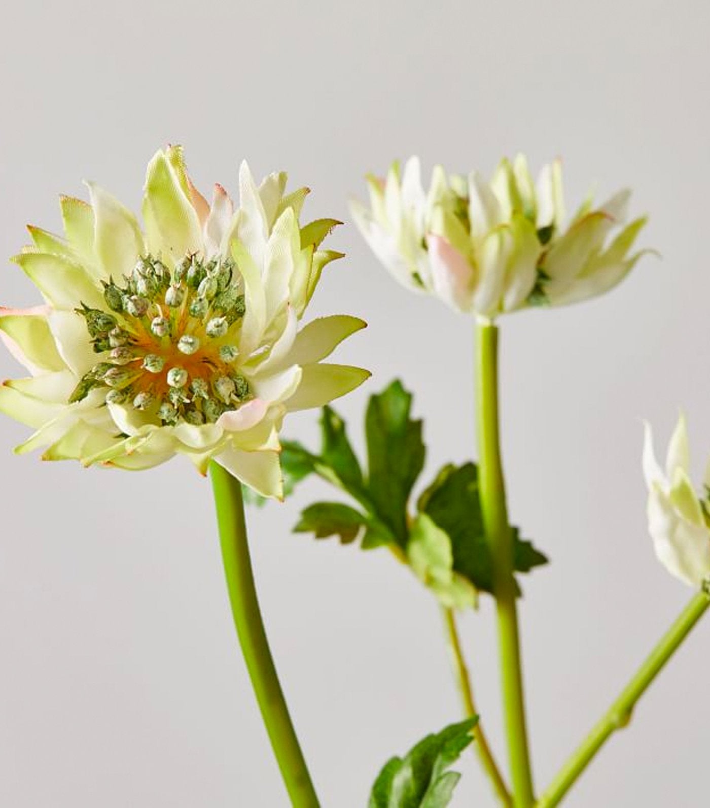 west elm Faux Astrantia