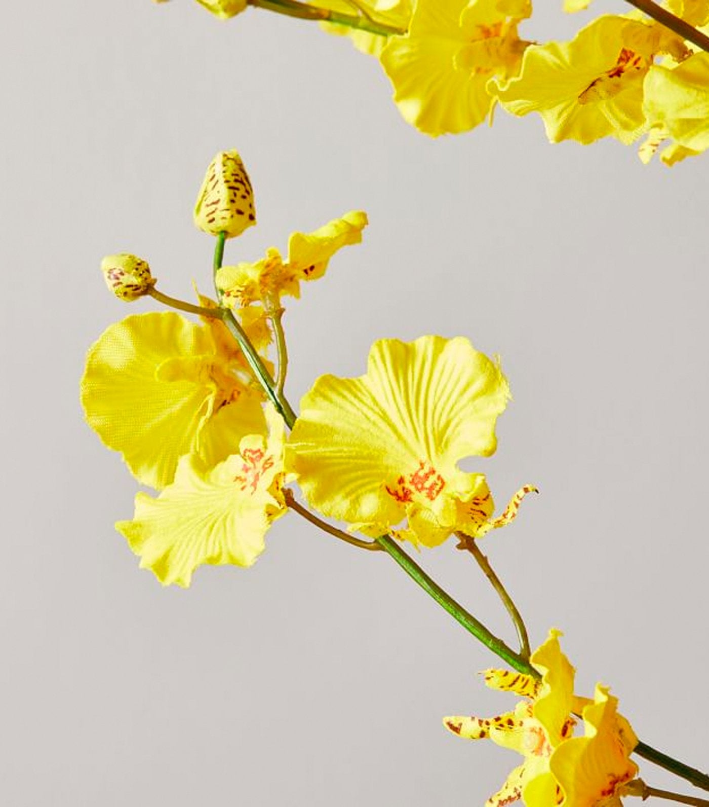 west elm Faux Dancing Lady Orchid Branch