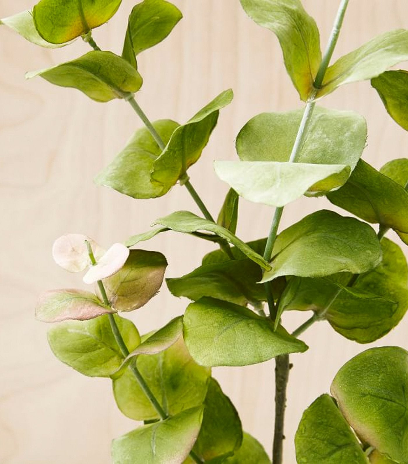 west elm Faux Eucalyptus Branch