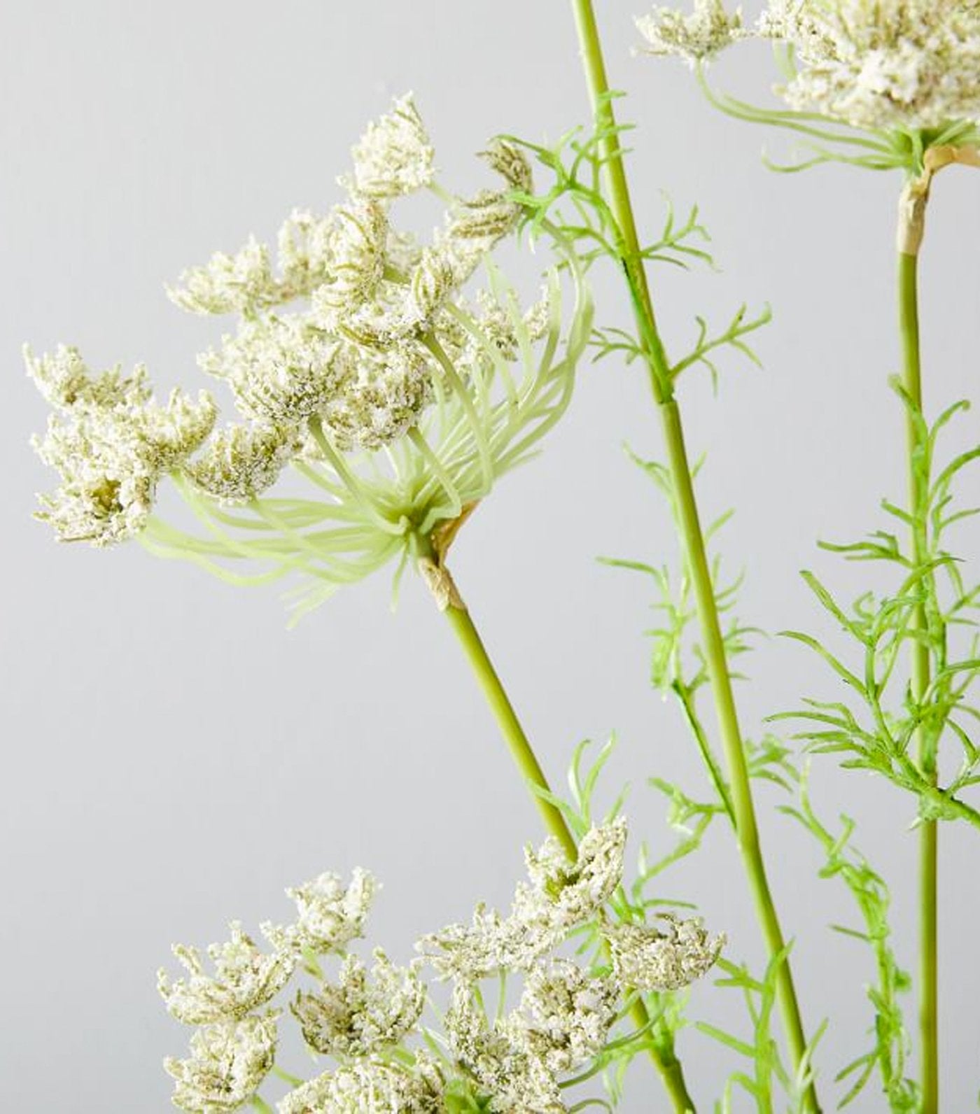 west elm Faux Queen Anne's Lace 