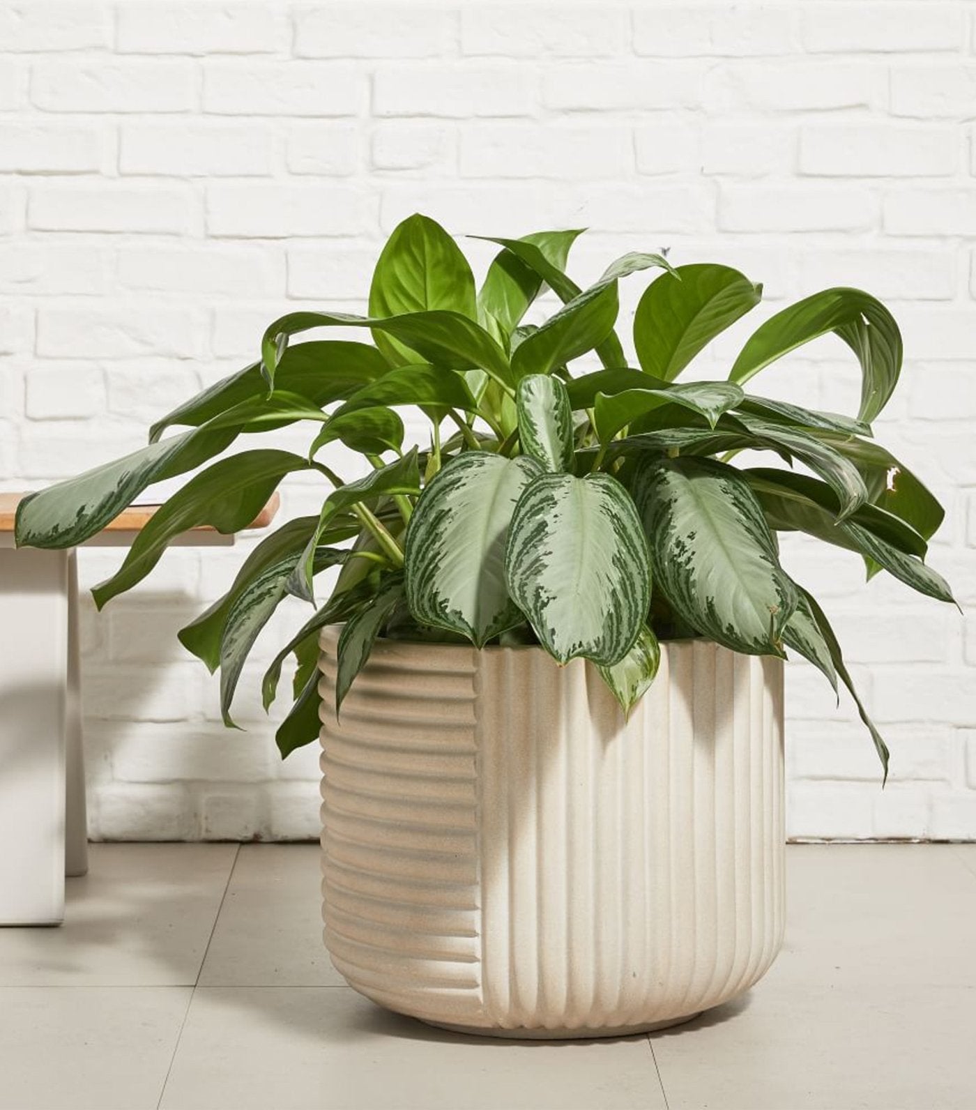 west elm Cecilia Planters - Small