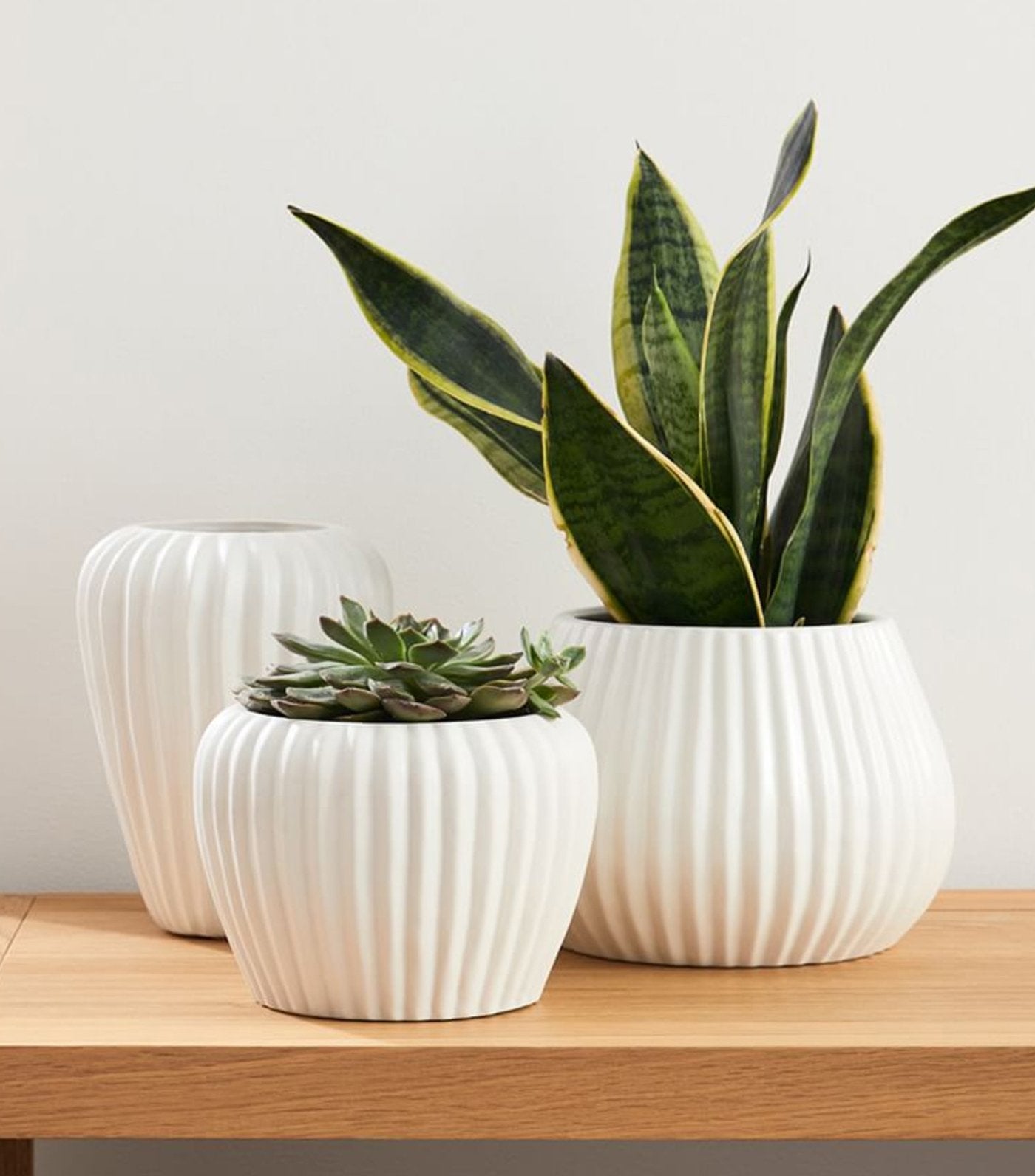 west elm Sanibel Planters